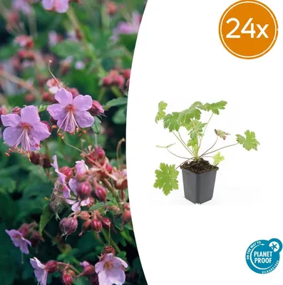 Zdjęcie produktu dla Geranium macr. 'Ingwersen's Var.' | 24 szt. - 10-25cm - Ø9cm - Roślina ogrodowa