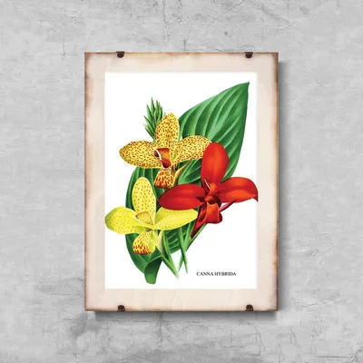 Produktbild von Poster - Canvas - Leinwand - 29,7 cm x 42 cm - Canna Lilien-Blumen