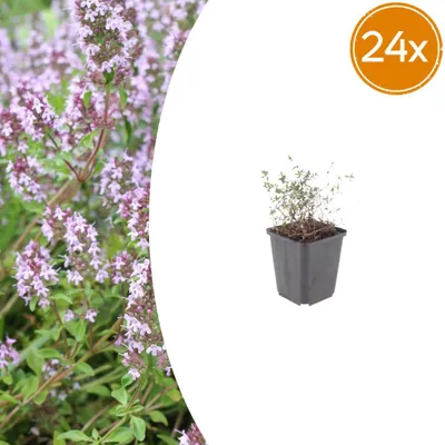 Zdjęcie produktu dla Thymus vulgaris – tymianek pospolity – doniczka 9 cm – 10–25 cm – zestaw 24 roślin