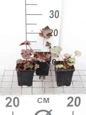 Produktbild von 6 x  Heuchera hybr. 'Black Beauty'® - Purpurglöckchen - Topf 9 x 9 cm