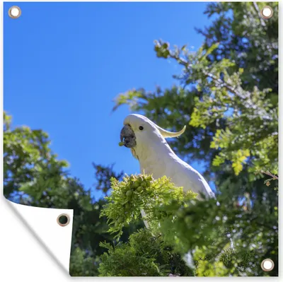 Produktbild von MuchoWow® 100x100 cm Outdoor-Poster Gartendeko Sichtschutz Garten Poster für den Garten  Weißer Kakadu in einem grünen Baum