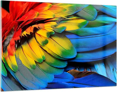 Produktbild von Bilder auf glas - Feder Papagei Vogel - 120x80cm - Glasbilder - Wandbilder - Kunstdruck - zum Aufhängen bereit - Wanddekoration aus Glas - Glas Bilder - Wandbild auf Glas - Einteilig - GAA120x80-3428