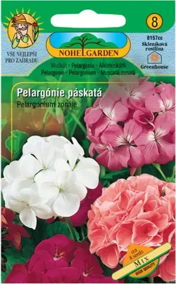 Obrázek produktu pro Pelargónie páskatá, směs