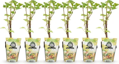 Produktbild von GreenboutiQ - Obstpflanzen - Weiß Johannisbeere - Ribes rubrum Weiße Holländer - Winterhart - 6 Pflanzen - Topf 9 cm - Weiße Johannisbeere