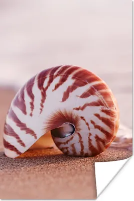 Produktbild von MuchoWow® Poster Muschel - Strand - Meer - Sand 120x180 cm - Kunstposter