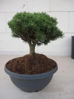 Produktbild von Pinus mugo Kostelnicek - Hakenkiefer Kostelnicek - 20-25