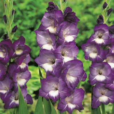 Zdjęcie produktu dla Mieczyk Wielkokwiatowy Deep Purple 5 szt Mieczyki cebulki mieczyków