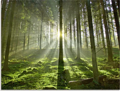 Produktbild von ARTland Glasbild Wald im Gegenlicht Größe: 80x60 cm