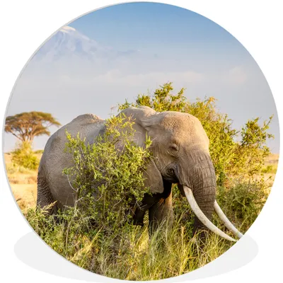 Produktbild von MuchoWow® Rundes Wandbild - Runde Bilder Elefant - Tiere - Gras - Grün - Berg Ø 60 cm Kreis Wanddekoration Kunststoff - Wandkreis - Wandschmuck - Wand Kreis - Das Schlafzimmer - Die Bilder - Wandmalerei - Kunst für das Haus - das Plastik