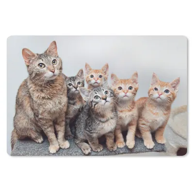 Produktbild von MuchoWow® Mauspad Mousepad Katze - Kätzchen - Fell 27x18 cm - Mousepads - Maus Mat - Pad - Mausunterlage - Büroartikel - Desk Matten