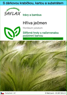 Obrázek produktu pro SAFLAX Dárková sada - hříva ječmen - Hordeum jubatum - 70 Semena - S dárkovou krabičkou, přepravním štítkem, dárkovou kartou a pěstebním médiem