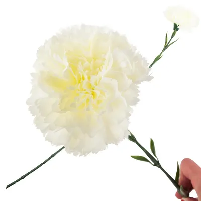 Produktbild von Nelke Einzelne Blume Weiss Schön