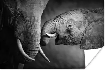 Produktbild von MuchoWow® Poster Wildtiere - Elefant - Schwarz - Weiß - Porträt 60x40 cm - Schlafzimmerdekoration