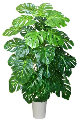 Obrázek produktu pro Umělá rostlina Monstera Deliciosa, výška 135 cm, včetně květináče