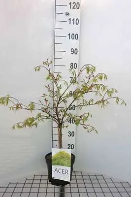 Image de Acer palm. 'Dissectum' - Érable éventail 40- 50 cm Conteneur
