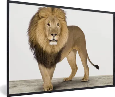 Produktbild von MuchoWow® Gerahmtes Poster Jungen - Löwe - Tiere - Kinder - Mädchen 90x60 cm - Poster mit Schwarzem Bilderrahmen Wandposter Rahmen Foto Bilder - Fotorahmen - Foto-Plakat