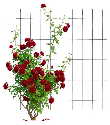 Obrázek produktu pro Relaxdays mřížka na popínavé rostliny, sada 2 ks, V x Š: 115 x 45 cm, kov, opora pro popínavé rostliny, zahrada, opora pro růže, černá