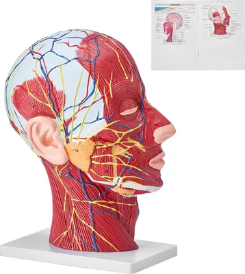 Produktbild von VEVOR Gefäßmodell des Kopfes Menschliche Anatomie Gehirn Modell 225 x 115 x 281 mm, Anatomie Skelett Halbzerlegtes Modell, Modell des Stamms für Schulungen, Werkzeuge, Medizinische Lernbedarf