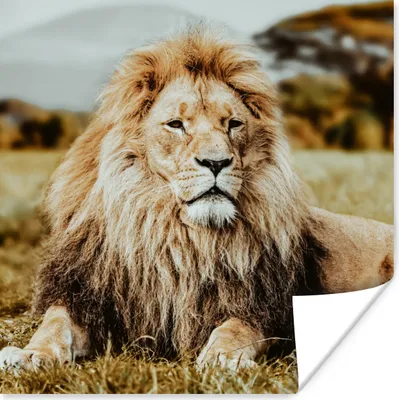 Produktbild von MuchoWow® Poster Tiere - Wild - Braun 75x75 cm - Wand Dekoration