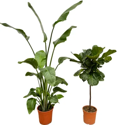 Zdjęcie produktu dla Trendyplants - Strelitzia Nicolai - 180 cm - Ø27cm + Ficus Lyrata pień - 130 cm - Ø24cm