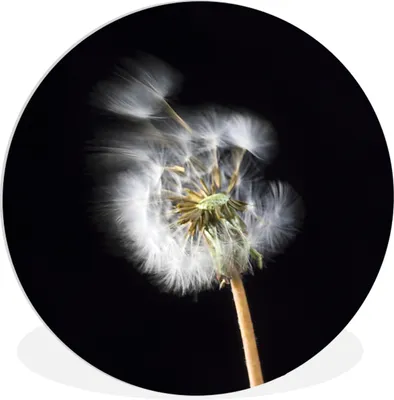 Produktbild von MuchoWow® Rundes Wandbild - Runde Bilder Eine Pollenblume auf schwarzem Hintergrund Ø 60 cm Kreis Wanddekoration Kunststoff - Wandkreis - Wandschmuck - Wand Kreis - Das Schlafzimmer - Die Bilder - Wandmalerei - Kunst für das Haus - das Plastik