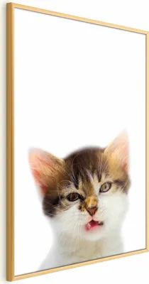 Produktbild von Posterpapier Poster - Annoyed Cat 29.7x42 cm Für Kinder g-B-0100-ao-a
