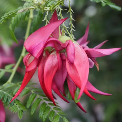 Obrázok produktu pre Papagájový zobák (Clianthus puniceus)  – 10 semien