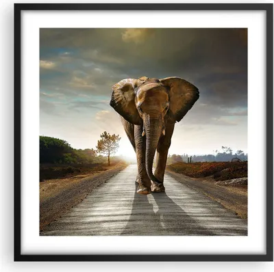 Produktbild von Gerahmtes Poster - Schwarzer Rahmen - Elefant Straße Landschaft - 50x50 cm - Wand Bild - Wanddeko - Wandbilder - Wandposter - Bilderrahmen - Bilder - Kunstdruck - Wandbild - P2BAC50x50-0214