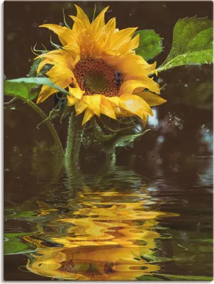 Produktbild von ARTland Leinwandbild Sonnenblume mit Wasserspiegelung Größe: 45x60 cm