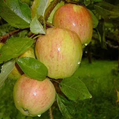 Apples on a tree branch with water droplets.