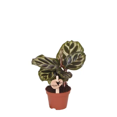 Produktbild von Kolibri Greens | Grünpflanze - Calathea Makoyana - Grüne Zimmerpflanze - Frisch vom Züchter