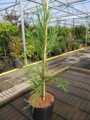 Produktbild von Cryptomeria japonica Gracilis - japanische Sicheltanne 60-80cm