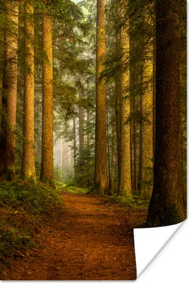 Produktbild von MuchoWow® Poster Wald - Natur - Bäume - Landschaft - Laub 40x60 cm - Plakate für die Wand - Poster Babyzimmer