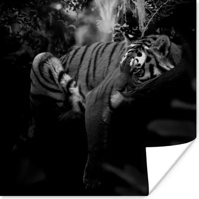 Produktbild von MuchoWow® Poster Tiere - Tiger - Dschungel - Schwarz - Weiß 50x50 cm - Wohnzimmerdekoration