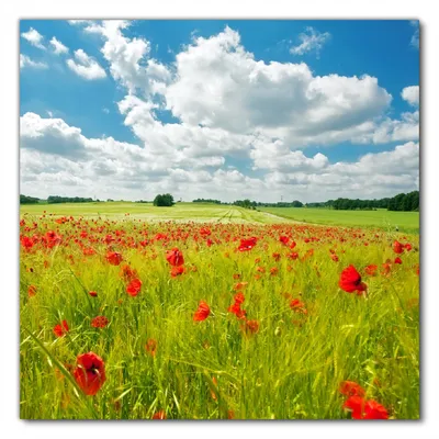 Produktbild von Wallario selbstklebende Möbelfolie/ Tischdecke für Innen und Außen, Größe: 60 x 60 cm - Grüne Wiese mit Mohnblumen