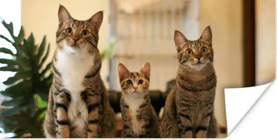 Produktbild von MuchoWow® Poster Drei Katzen auf kleinem Tisch 160x80 cm - Foto Poster