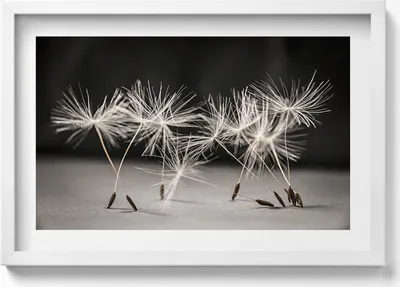 Produktbild von Zarte Pollen einer Schmeißfliege– Wandbild mit Rahmen – Gerahmtes Bild  – Wanddekoration – 60x40 cm –  Schwarz Rahmen