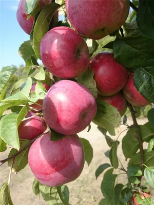 Produktbild von Apfelbaum Jamba Sommerapfel Halbstamm 10 Liter MM111