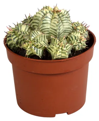 Produktbild von Euphorbia meloformis variegata