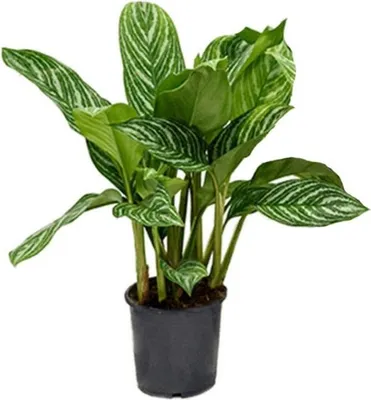 Produktbild von Kolbenfaden Aglaonema Stripes – 60cm – Ø17cm – Pflegeleichte Zimmerpflanze mit Blattzeichnung – Luftreinigende Grünpflanze