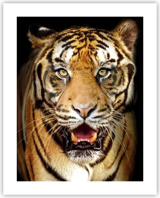 Produktbild von Poster - Poster ohne Rahmen - tiger tier - 40x50 cm - Wand Bild - Wanddeko - Wandbilder - Kunstposter - Wandposter - Bilder - Kunstdruck - Wanddekoration - Wandbild - P2XPA40x50-4103