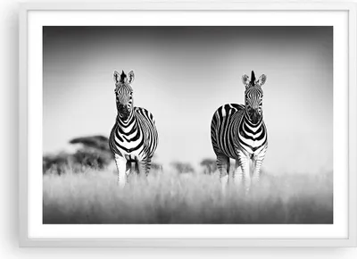 Produktbild von Gerahmtes Poster - Weißer Rahmen - Zebras Fotografie Schwarzweiß - 70x50 cm - Wand Bild - Wanddeko - Wandbilder - Kunstposter - Wandposter - Bilderrahmen - Bilder - Kunstdruck - P2WAA70x50-4476