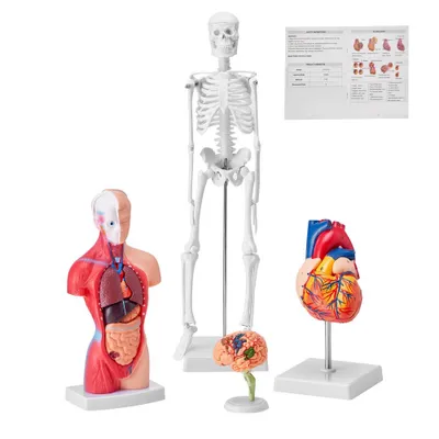 Anatomy models of a human skeleton, torso with organs, heart, and brain are displayed on a white background.
