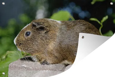Produktbild von MuchoWow® 60x40 cm Outdoor-Poster Gartendeko Sichtschutz Garten Poster für den Garten  Meerschweinchen-Porträt