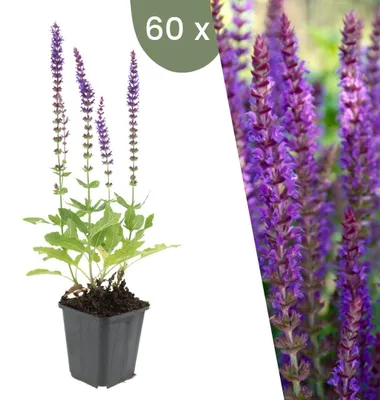 Image de Plants by Frank | 60 Plantes de sauge | Salvia nemorosa 'Ostfriesland' | Couvre-sol rustique | Vivaces rustiques | Plantes de jardin