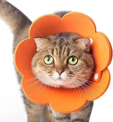 Produktbild von Famanu Katzenkragen - Leichter Schutzkragen für Katzen - Nach Operationen