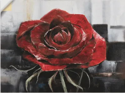 Produktbild von ARTland Wandbild, selbstklebend Blühende rote Rose Größe: 60x45 cm