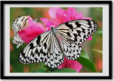 Produktbild von Bild - Bilderrahmen - 100 cm x 70 cm - MDF - Rahmen - Foto - Wandkunst Schmetterling auf einer Blume