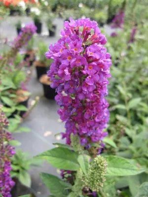 Produktbild von Buddleja Miss Violet ® - Schmetterlingsstrauch - Sommerflieder