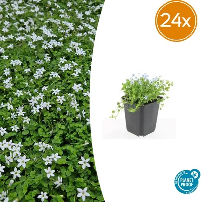 Produktbild von Isotoma fluviatilis 'Alba' | 24 Stück - 10-25cm - Ø9cm - Gartenpflanze